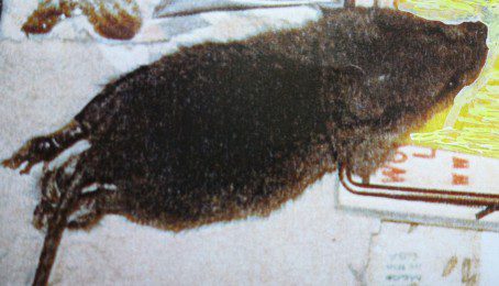 Piege-rat-5