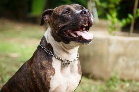 Avis important – Sursis pour environ 600 propriétaires de Pitbulls – Important Notice for Pitbull owners